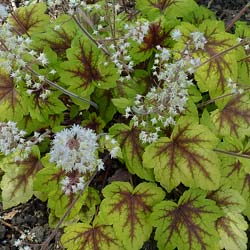 Heuchera 'Stoplight'